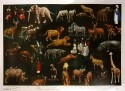 Africa